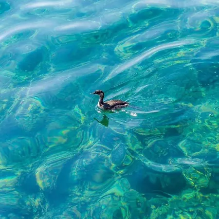 Ra Ica - 16 * Molunat