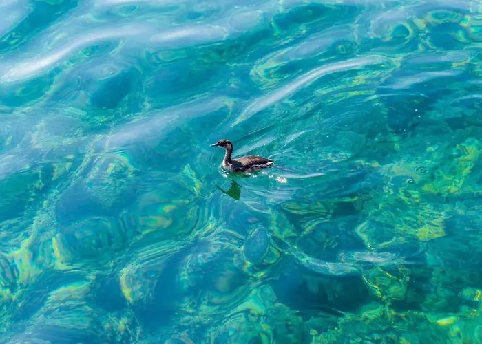 Ra Ica - 16 * 몰루나트